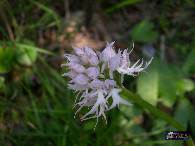 orchis italica - omini nudi.JPG